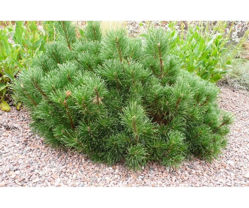 Valley Cushion Dwarf Mugo Pine